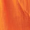 Celosia orange