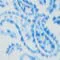 Paisley/aop