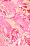 Paisley/aop