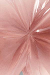Raspberry rose
