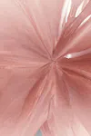 Raspberry rose