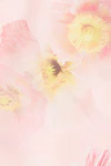 Pink poppy
