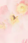 Pink poppy