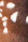 Multi brown