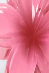 Pink/white