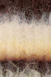 Yellow stripe